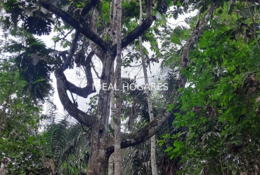 Inversión-Vivienda sin inquilinos-FINCA AGROECOLÓGICA  5