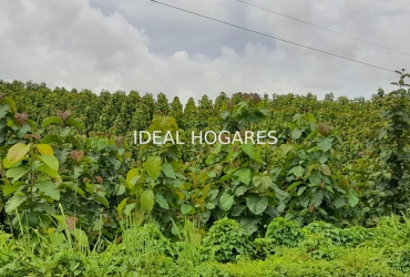 Terreno y solar-Finca rústica-TERRENO CON TECA EN VENTA 