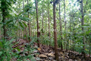 Terreno y solar-Finca rústica-TERRENO CON TECA EN VENTA  5